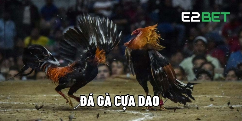 Đá gà cựa dao