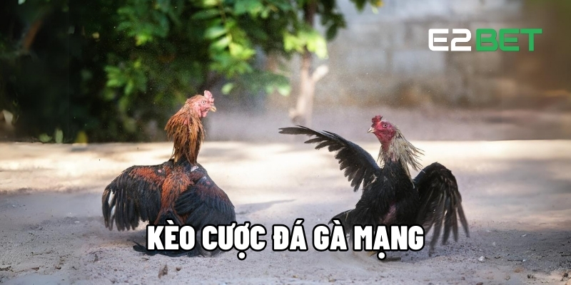 Kèo cược đá gà mạng