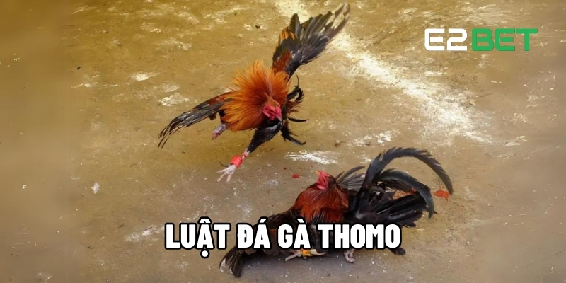Luật Đá Gà Thomo - Chiến Lược Cược Thắng Lớn Hàng Ngày Tại E2BET 1 Luật đá gà Thomo