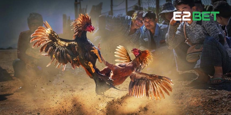 Luật Đá Gà Thomo - Chiến Lược Cược Thắng Lớn Hàng Ngày Tại E2BET 3 Luật đá gà Thomo ngày càng thu hút nhờ tính cạnh tranh cao